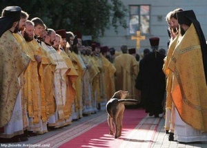 a dog in procession.jpg